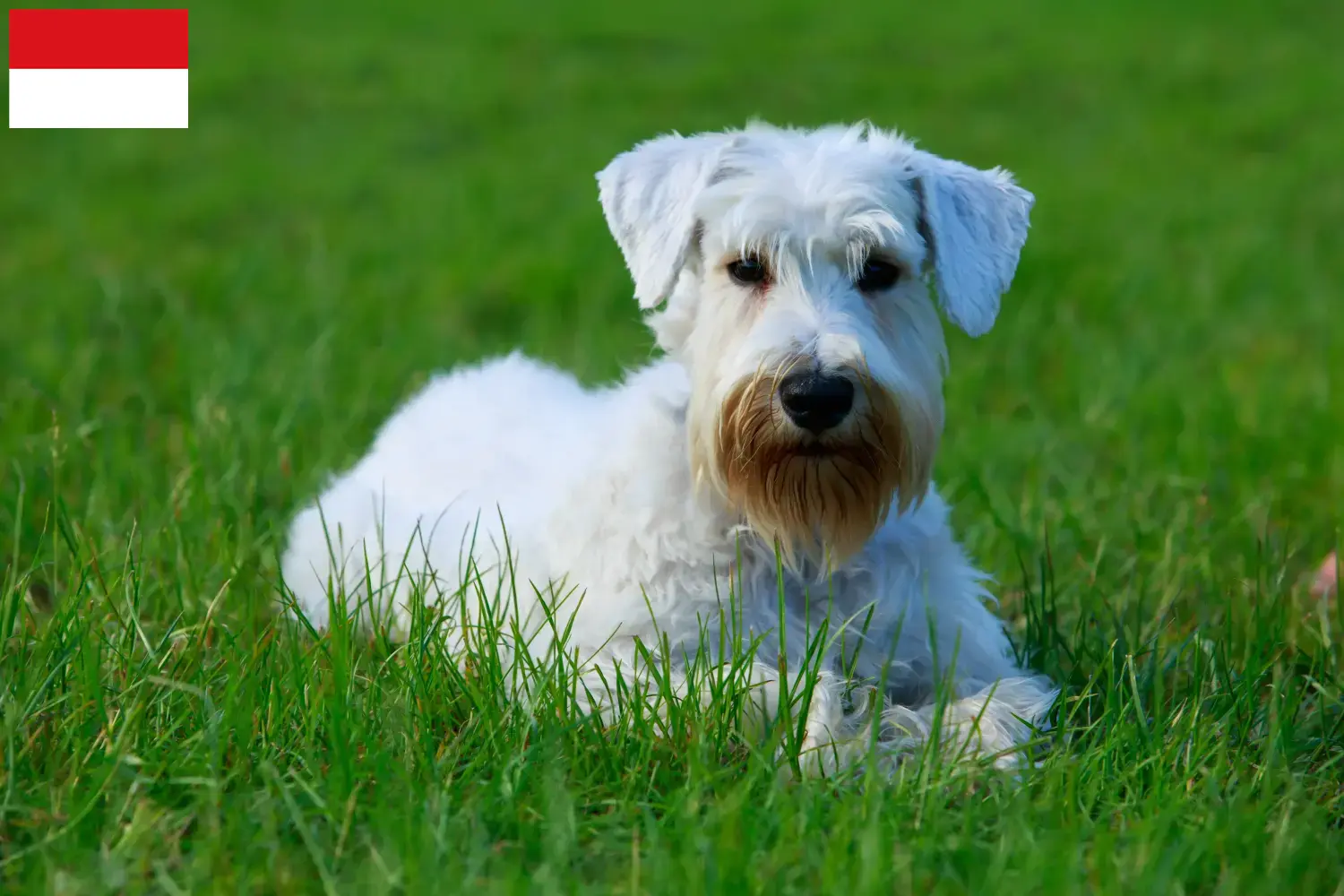 Read more about the article Sealyham Terrier breeders and puppies in Vienna