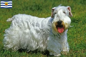Read more about the article Sealyham Terrier breeders and puppies in Zeeland