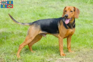 Read more about the article Serbian Hound breeder and puppies in Bourgogne-Franche-Comté