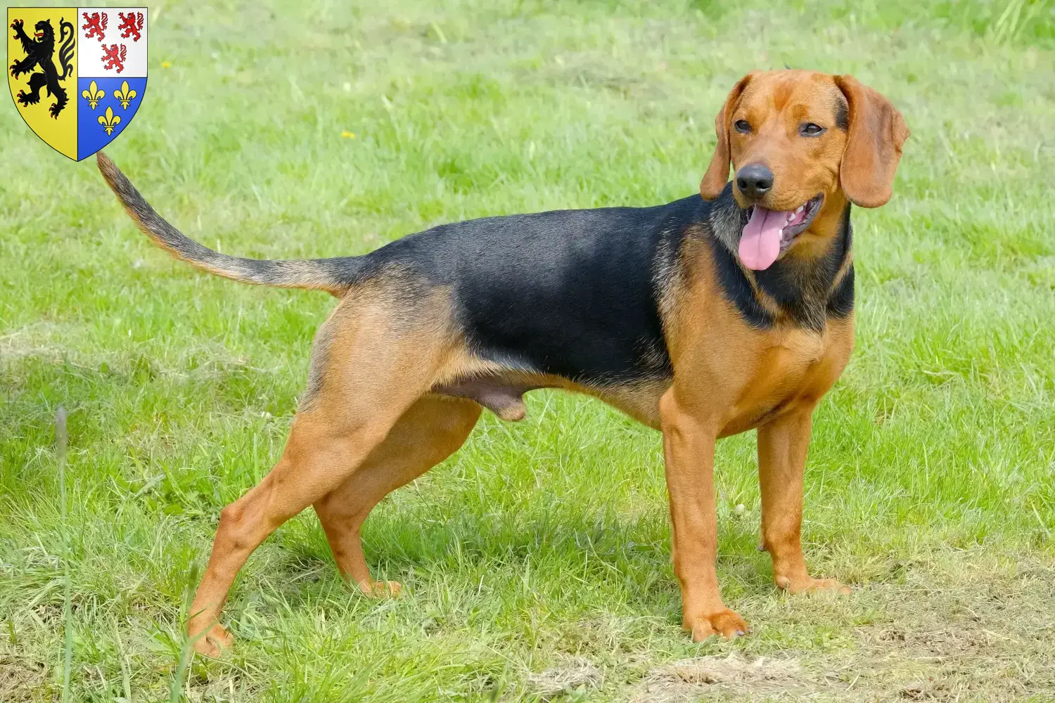 Read more about the article Serbian hound breeder and puppies in Hauts-de-France