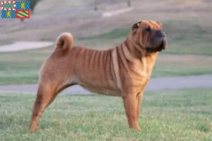 Read more about the article Shar-Pei breeders and puppies in Bourgogne-Franche-Comté