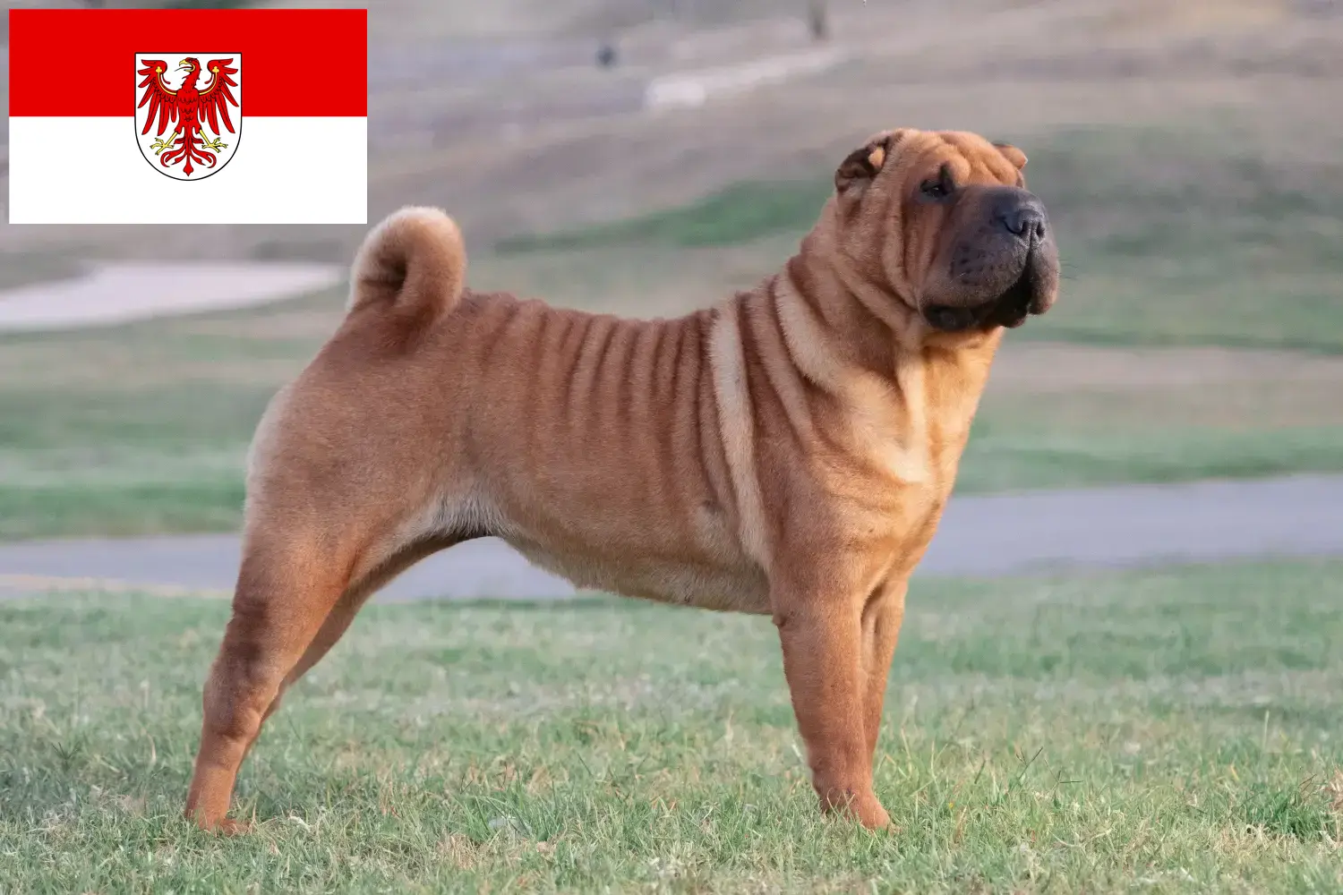 Read more about the article Shar-Pei breeders and puppies in Brandenburg