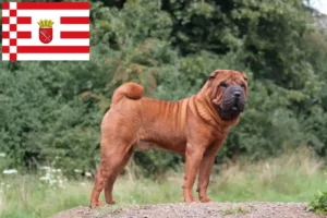 Read more about the article Shar-Pei breeders and puppies in Bremen