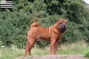 Read more about the article Shar-Pei breeders and puppies in Brittany