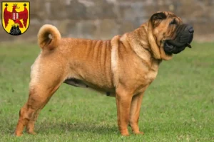 Read more about the article Shar-Pei breeders and puppies in Burgenland