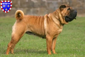 Read more about the article Shar-Pei breeders and puppies in Centre-Val de Loire