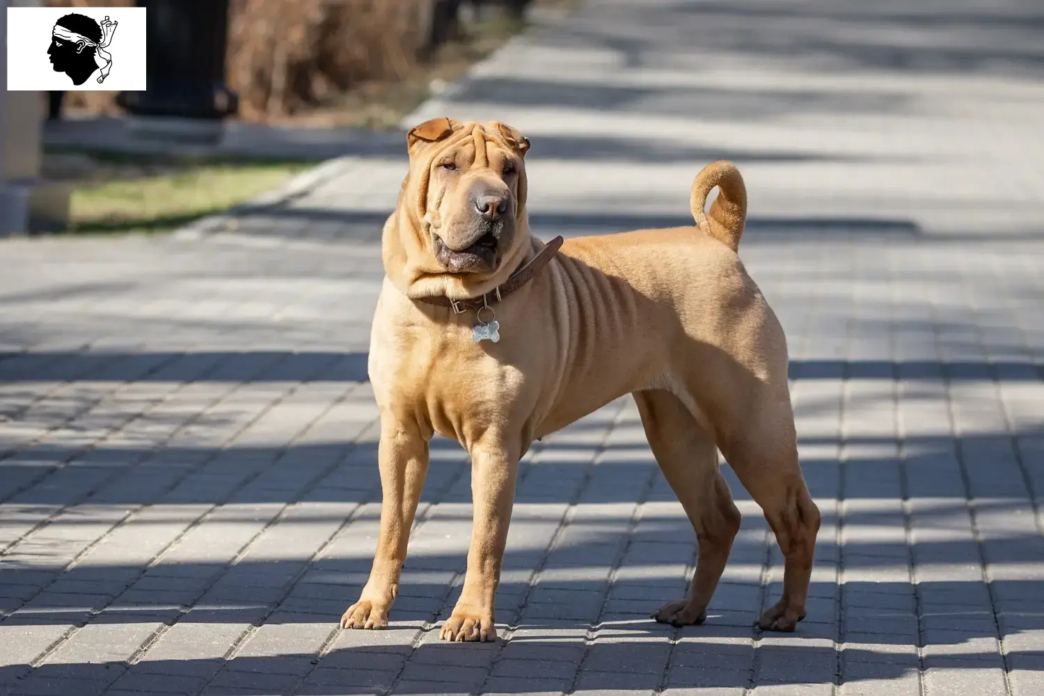 Read more about the article Shar-Pei breeders and puppies in Corsica