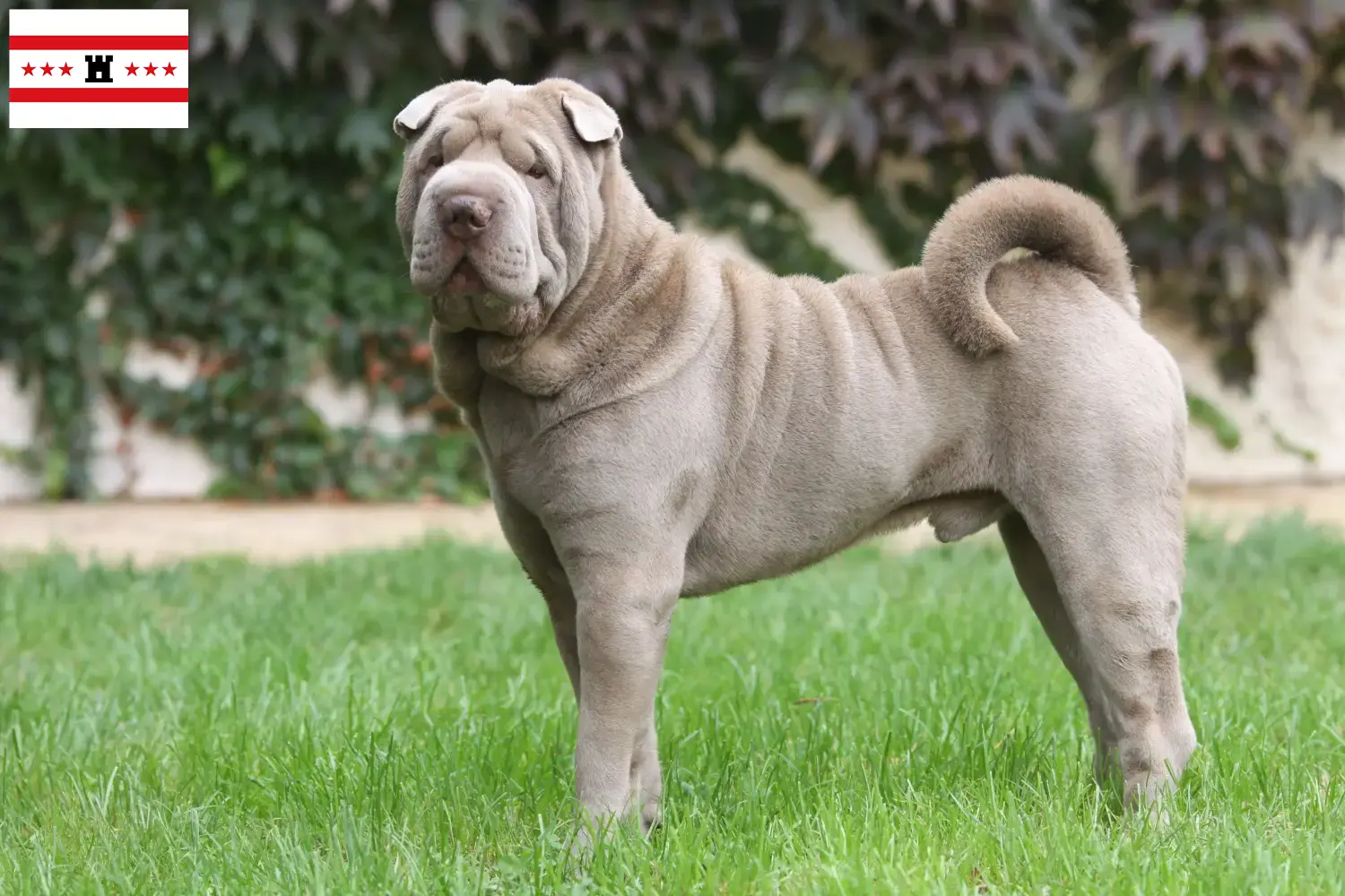 Read more about the article Shar-Pei breeders and puppies in Drenthe