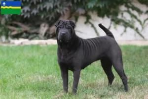 Read more about the article Shar-Pei breeders and puppies in Flevoland