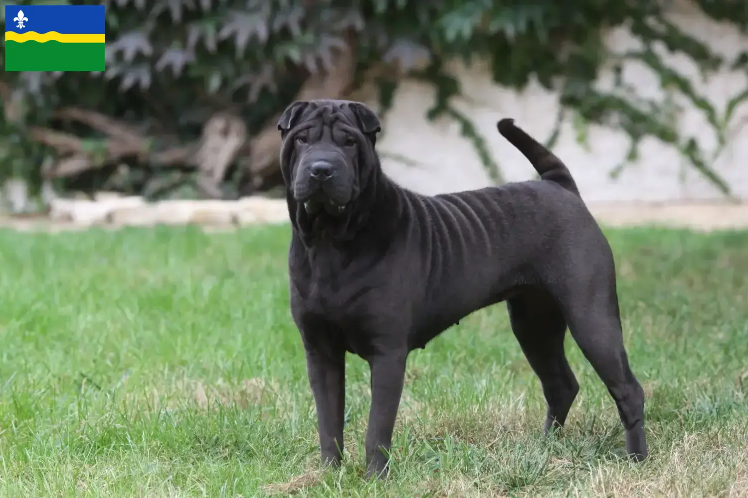 Read more about the article Shar-Pei breeders and puppies in Flevoland