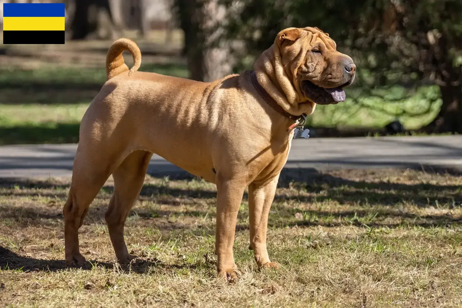 Read more about the article Shar-Pei breeders and puppies in Gelderland