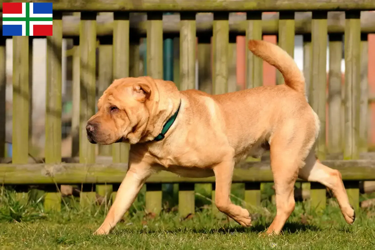 Read more about the article Shar-Pei breeders and puppies in Groningen