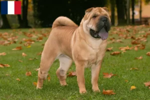 Read more about the article Shar-Pei breeders and puppies in Guadeloupe