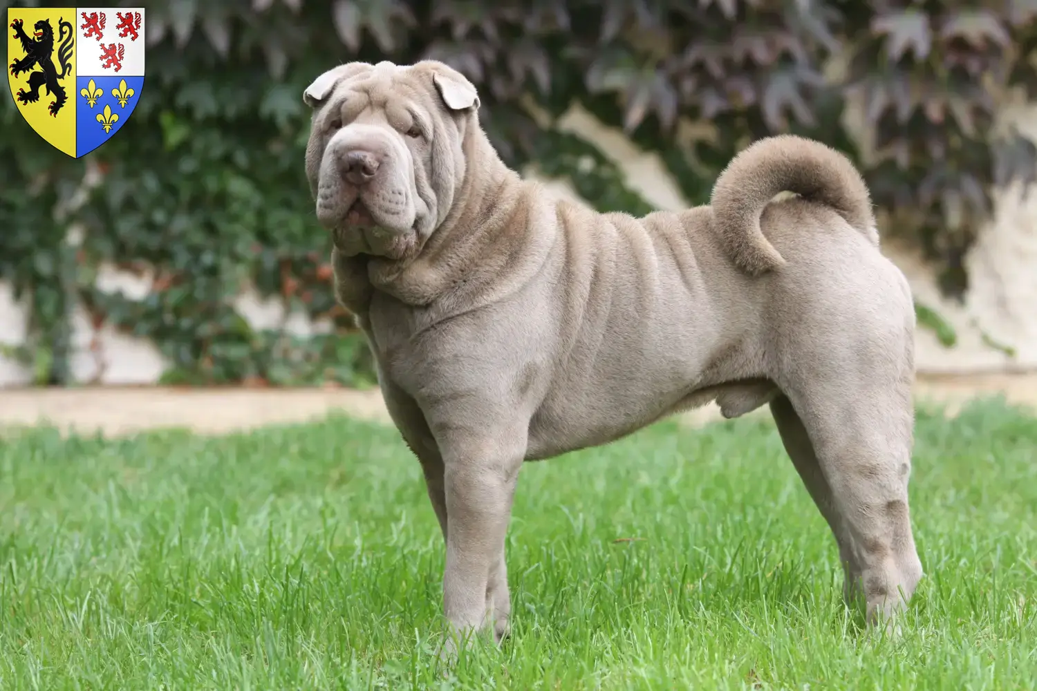 Read more about the article Shar-Pei breeders and puppies in Hauts-de-France