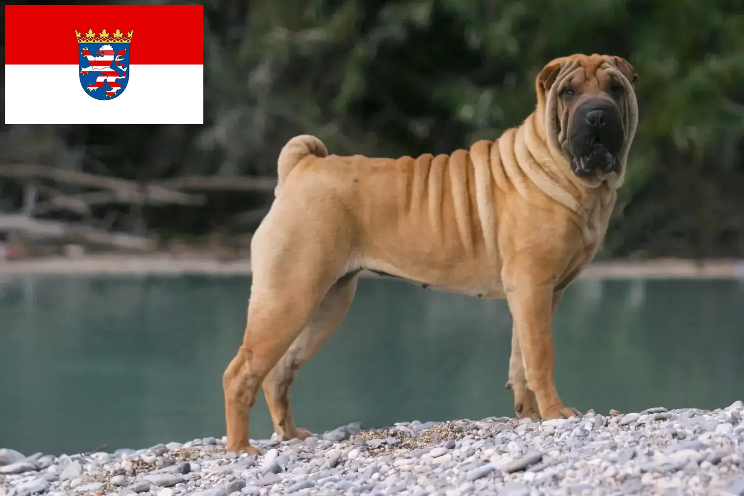 Read more about the article Shar-Pei breeders and puppies in Hessen