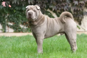 Read more about the article Shar-Pei breeders and puppies in Hovedstaden