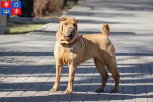 Read more about the article Shar-Pei breeders and puppies in Hradec Králové