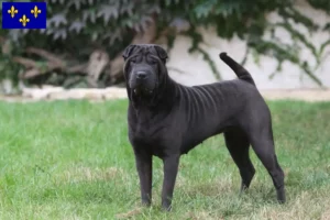 Read more about the article Shar-Pei breeders and puppies in Île-de-France