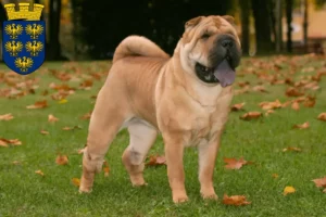 Read more about the article Shar-Pei breeders and puppies in Lower Austria