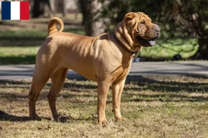 Read more about the article Shar-Pei breeders and puppies in Martinique