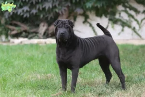 Read more about the article Shar-Pei breeders and puppies in Midtjylland