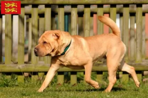 Read more about the article Shar-Pei breeders and puppies in Normandy