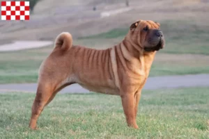 Read more about the article Shar-Pei breeders and puppies in North Brabant