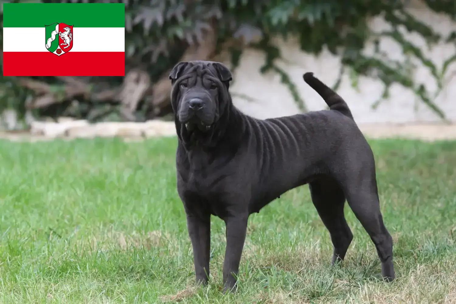 Shar-Pei breeders and puppies in North Rhine-Westphalia - DogWeb.com