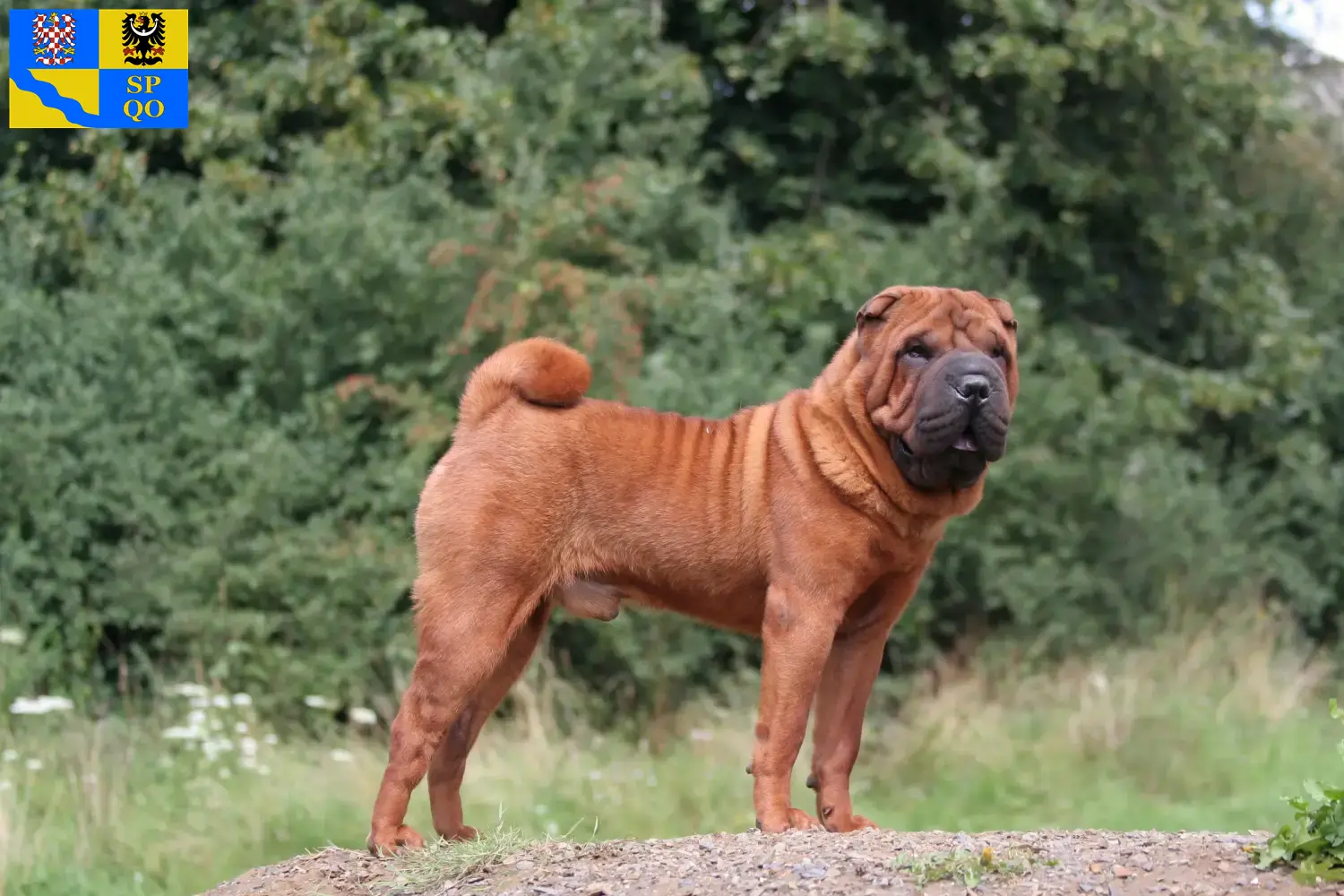 Read more about the article Shar-Pei breeders and puppies in Olomouc