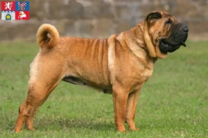 Read more about the article Shar-Pei breeders and puppies in Pardubice