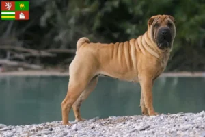 Read more about the article Shar-Pei breeders and puppies in Pilsen