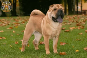 Read more about the article Shar-Pei breeders and puppies in Prague