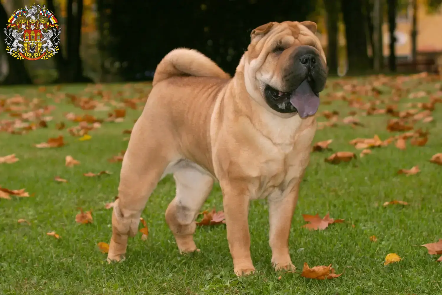 Read more about the article Shar-Pei breeders and puppies in Prague