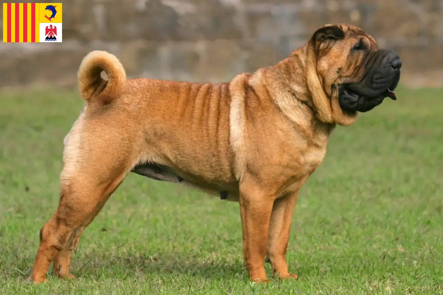 Read more about the article Shar-Pei breeders and puppies in Provence-Alpes-Côte d’Azur