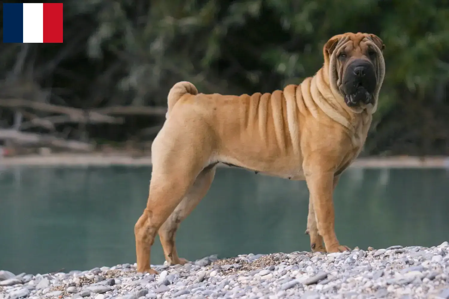 Read more about the article Shar-Pei breeders and puppies on Réunion