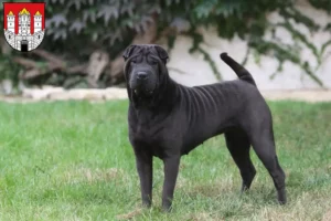 Read more about the article Shar-Pei breeders and puppies in Salzburg