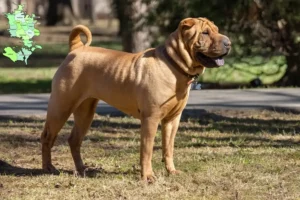 Read more about the article Shar-Pei breeders and puppies in Sjælland