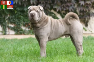 Read more about the article Shar-Pei breeders and puppies in South Bohemia