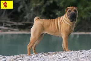 Read more about the article Shar-Pei breeders and puppies in South Holland