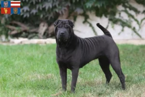 Read more about the article Shar-Pei breeders and puppies in South Moravia