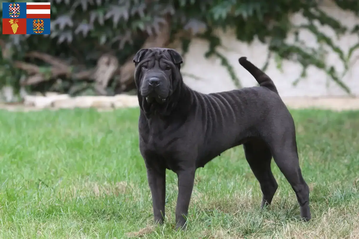 Read more about the article Shar-Pei breeders and puppies in South Moravia