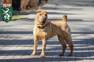 Read more about the article Shar-Pei breeders and puppies in Styria