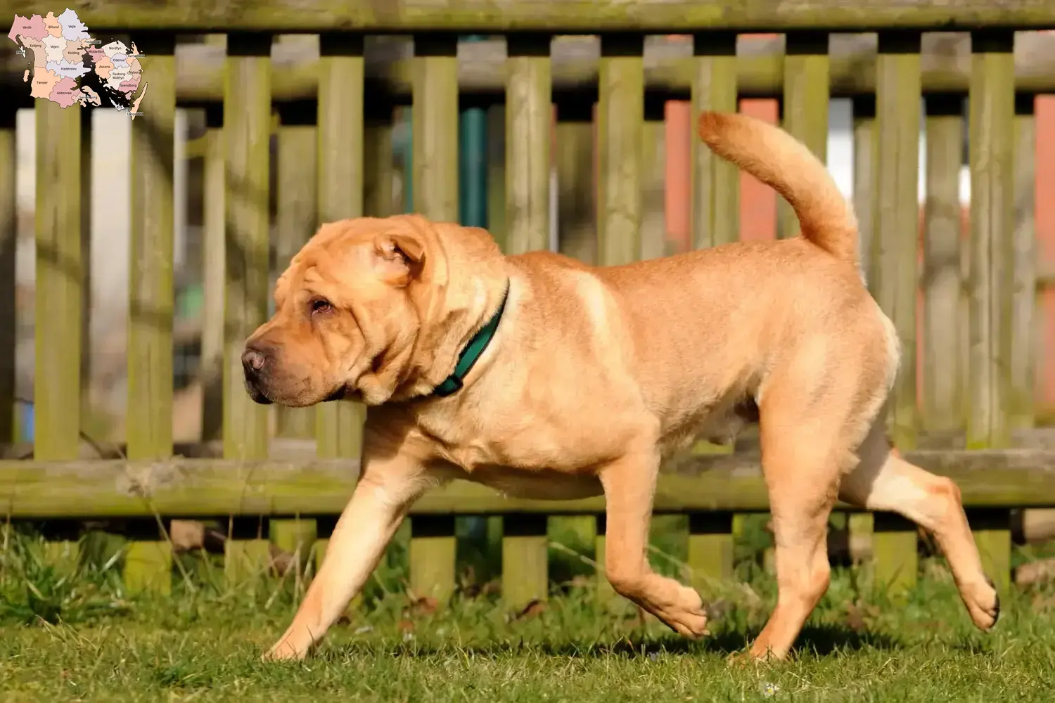 Read more about the article Shar Pei breeders and puppies in Syddanmark