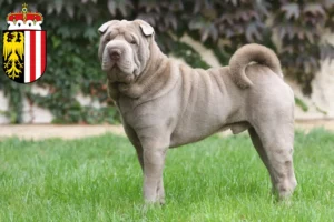 Read more about the article Shar-Pei breeders and puppies in Upper Austria