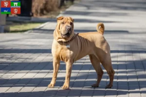 Read more about the article Shar-Pei breeders and puppies in Ústí