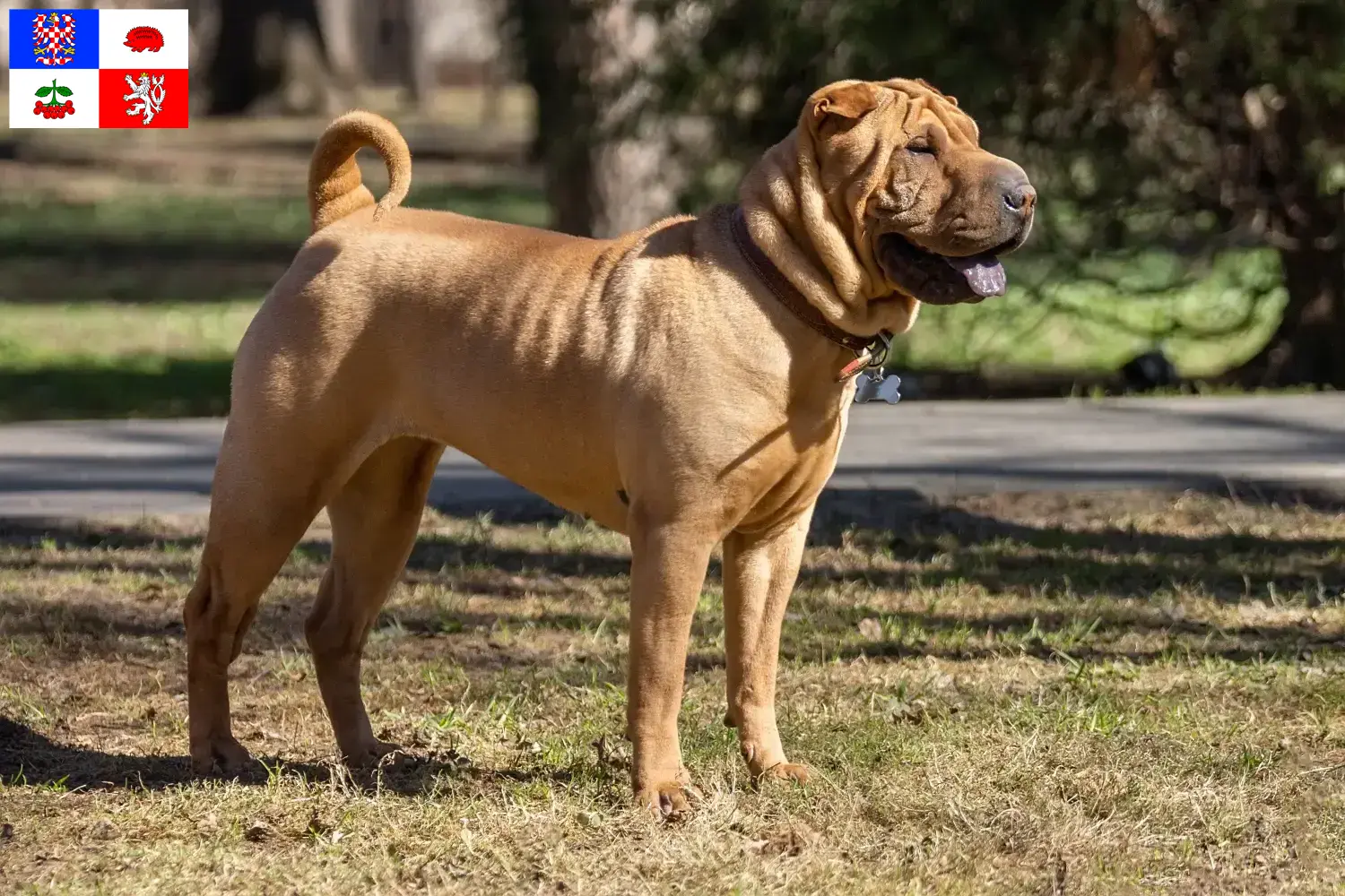 Read more about the article Shar-Pei breeders and puppies in Vysočina