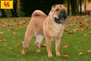 Read more about the article Shar-Pei breeders and puppies in Walloon Region