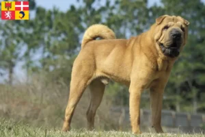 Read more about the article Shar-Pei breeders and puppies in Auvergne-Rhône-Alpes