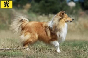 Read more about the article Sheltie breeders and puppies in Flanders