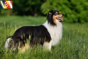 Read more about the article Sheltie breeders and puppies in Grand Est